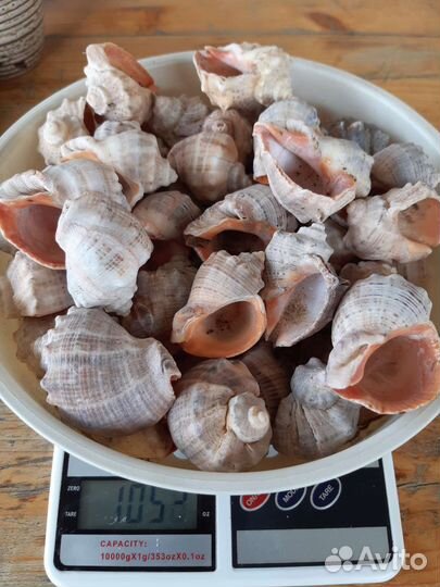 Ракушка рапана