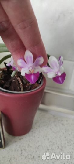 Орхидея фаленопсис