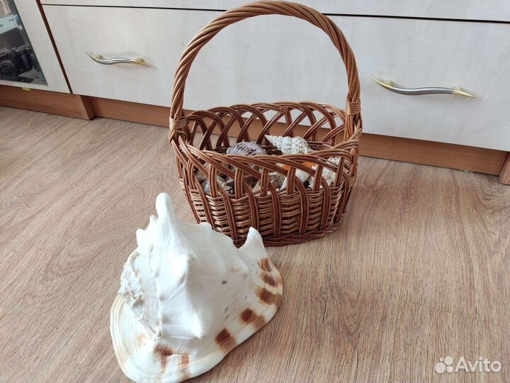 Морские ракушки раковины в корзине
