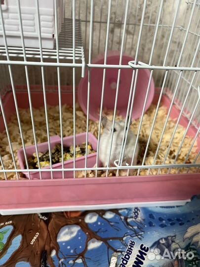 Хомяк с клеткой