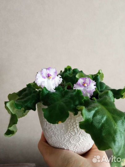 Фиалки продажа