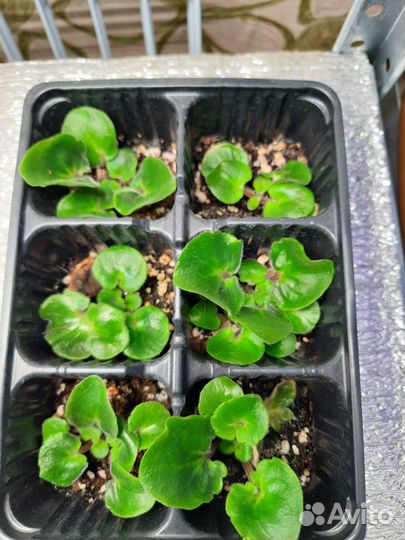 Традесканция, фиалки, бегонии Кейн