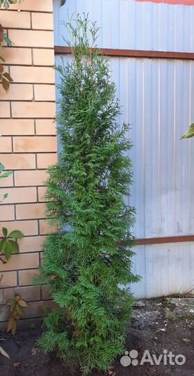 Саженцы туя