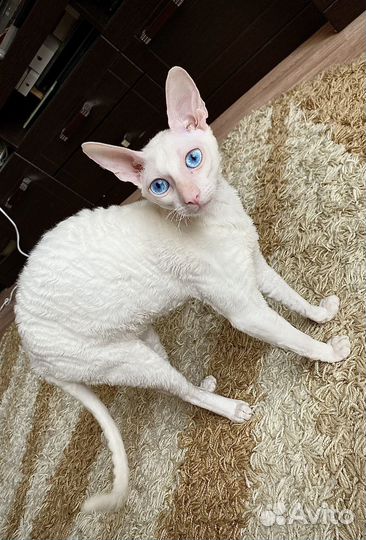 Котята корниш-рекс