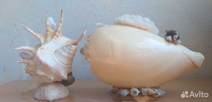 Композиции из морских ракушек