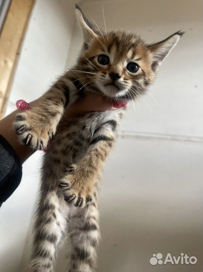 Котенок чаузи ф4, девочка