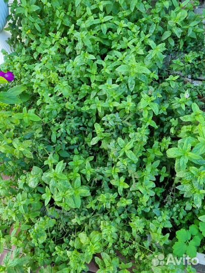 Мята. Многолетние цветы