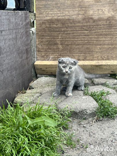 Отдам котят