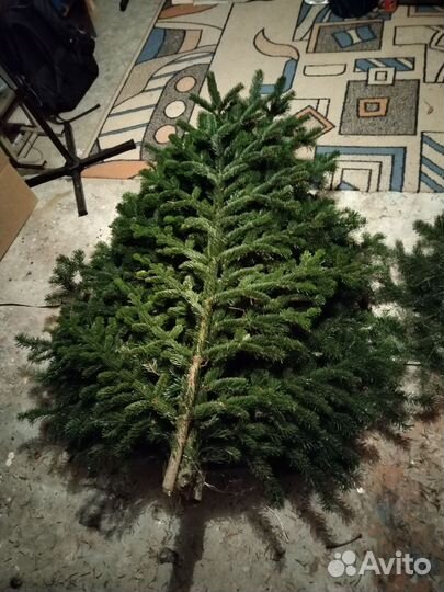 Лапы Пихты банные веники