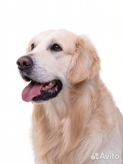 Собака на фотосессию