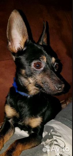 Вязка. Собака той-терьер карликовый