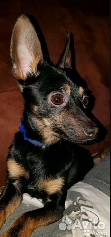 Вязка. Собака той-терьер карликовый