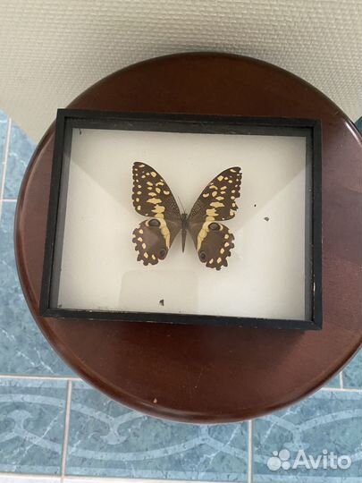 Бабочки-высушен