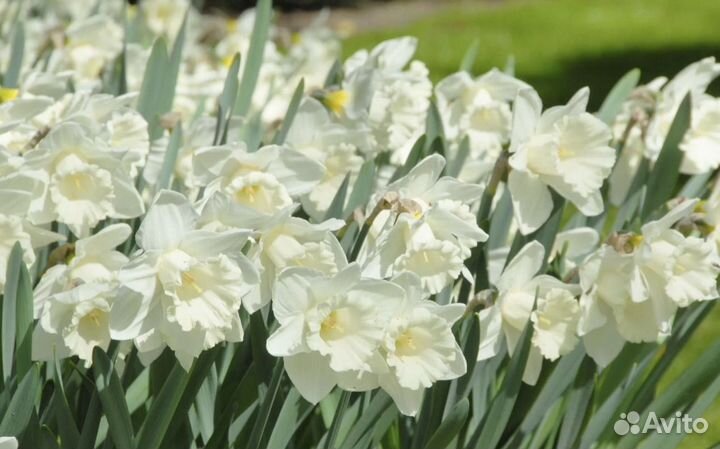 Нарцисс луковицы