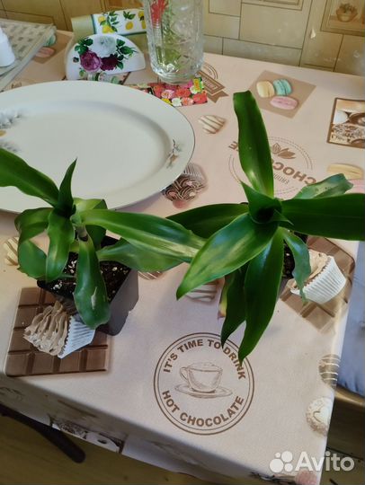 Золотой ус растение