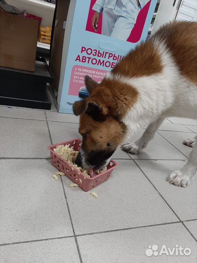 Собака в добрые руки