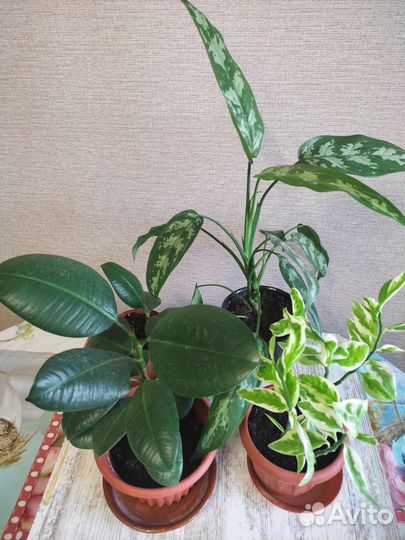 Гибискус аглаонема фикус комнатные цветы