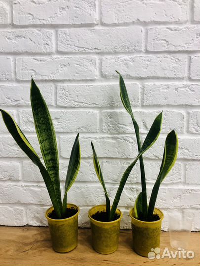 Сансевиерия Ларуенти