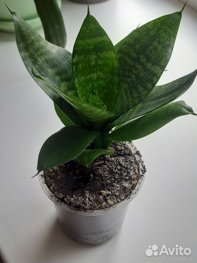 Сансевиерия ханни