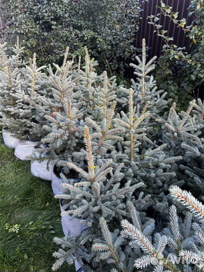 Ель голубая