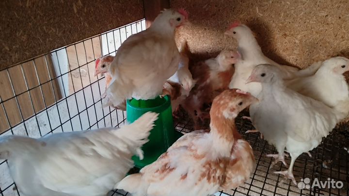 Куры утки петухи