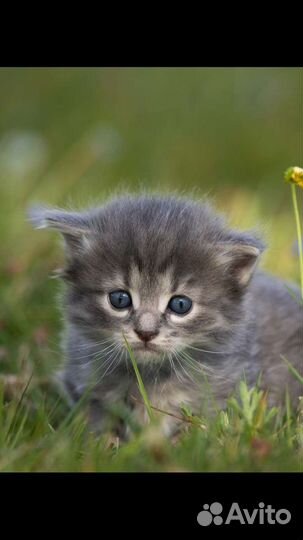 Разные котята