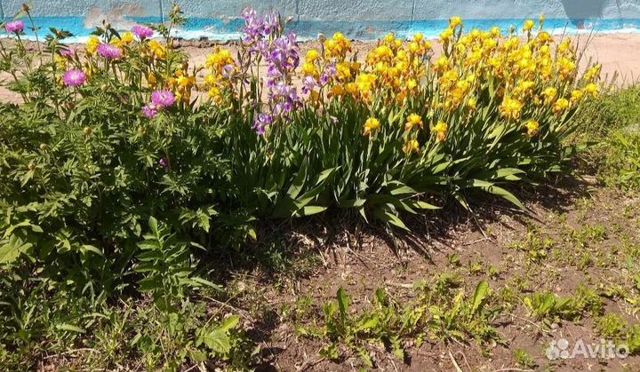 Ирисы: сибирский, бородатый, болотный