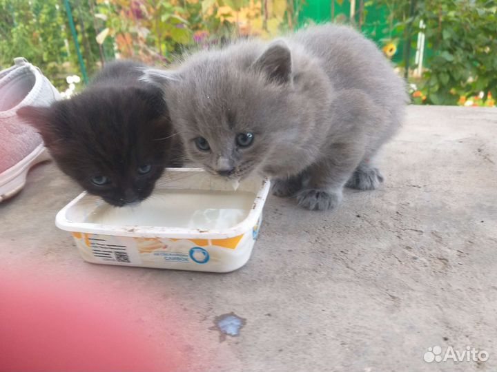 Котята в добрые руки