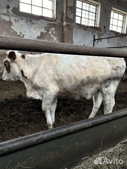 Бычки и телка