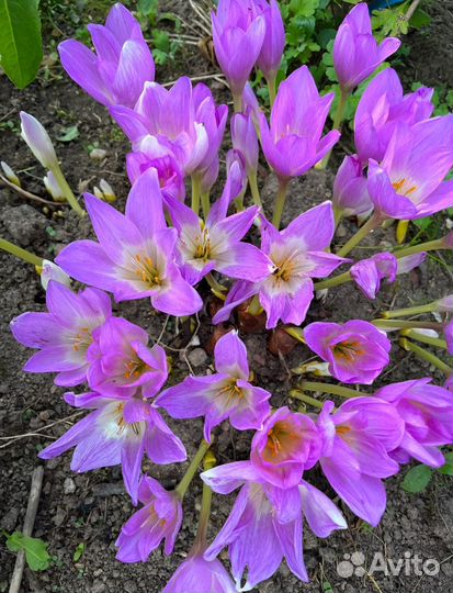 Безвременник