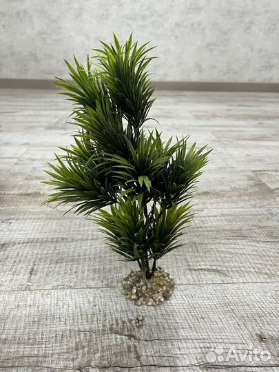 Растения для аквариума