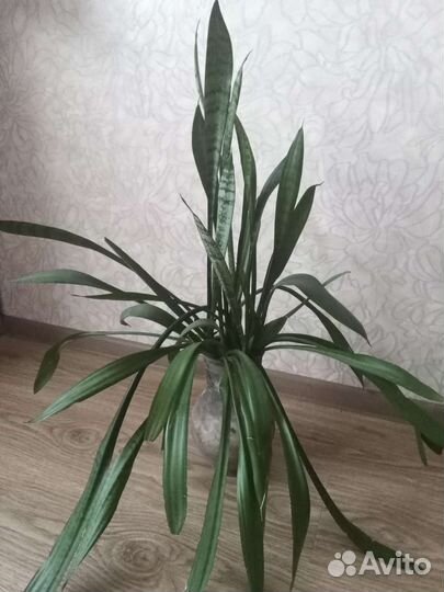 Сансевиерия, щучий хвост