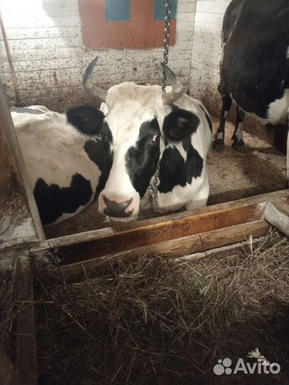 Коровы дойные