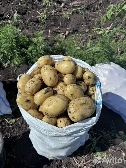 Картофель урожай 2024