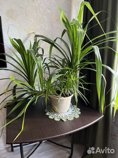 Комнатные цветы пальма панданус