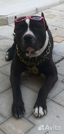 Питбультерьер