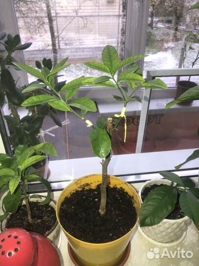 Лаймкват Юстит