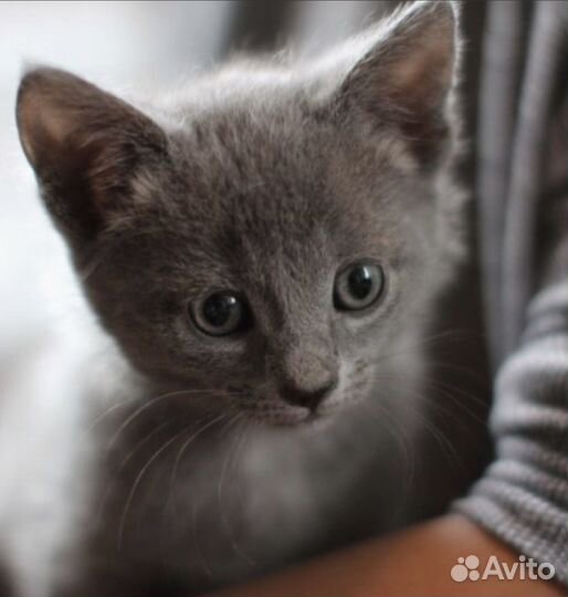 Котята бесплатно