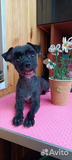 Стрижка, тримминг,экспресс-линька