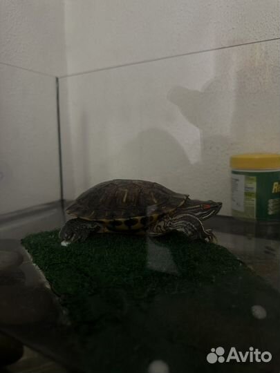 Красноухая черепаха