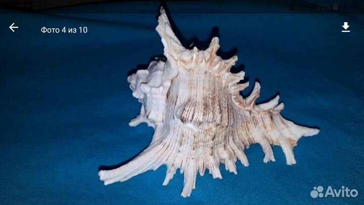 Раковина Ракушка