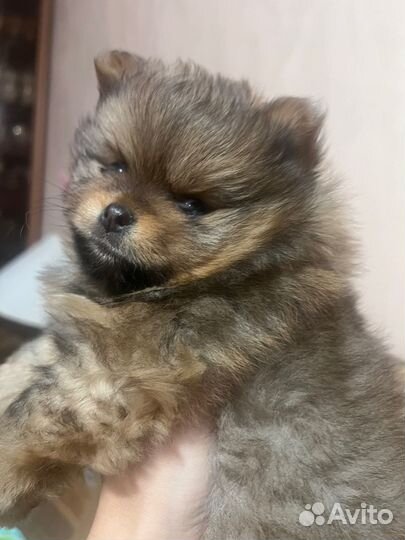 Немецкий шпиц