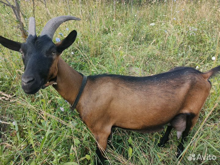 Козочки и козлята породистые