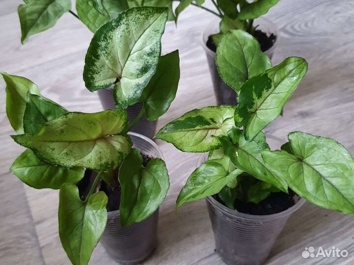 Сингониум сортовой орм мани