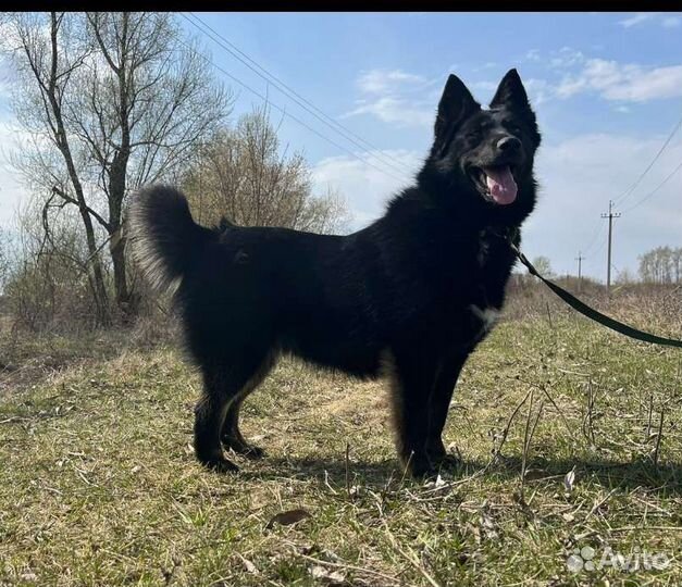 Собака метис овчарки и лайки, 1 год