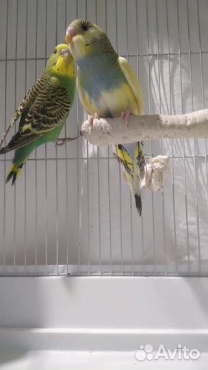 Волнистые попугаи