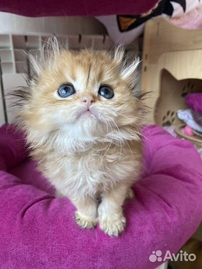 Длинношерстные пупсы