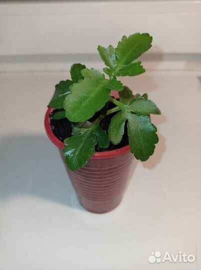 Каланхоэ Блоссфельда,желтый,розовый детки