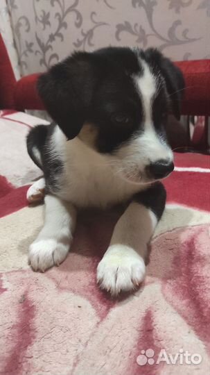 Собака в добрые руки отдам бесплатно