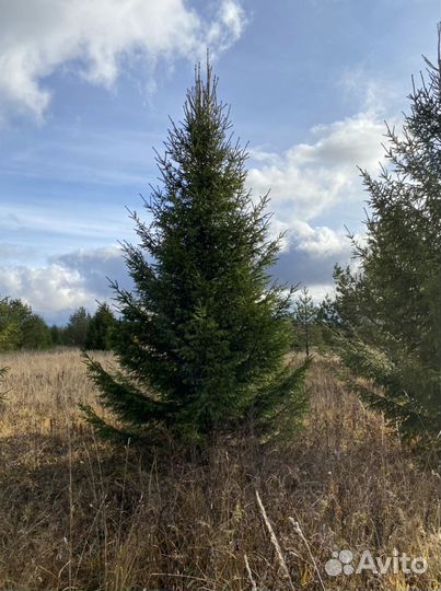 Ель/сосна/береза высшего качества оптом зкс